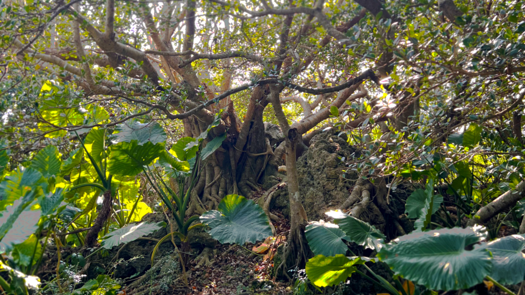 generate-transform?transformId